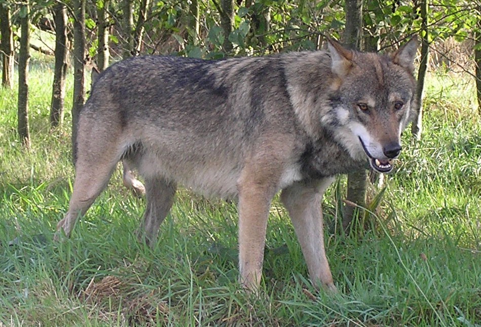 A photograph of Alba, a mature male Eurasian wolf at the UK Wolf Conservation Trust in Berkshire, England.